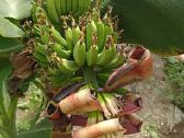 Nykštukinio banano „Dwarf Cavendish“ sodinukai. - nuotraukos Nr. 5