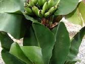 Nykštukinio banano „Dwarf Cavendish“ sodinukai. - nuotraukos Nr. 6