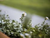 Zenitar-m 50mm f/1.7 M42 - nuotraukos Nr. 3