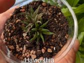 Sukulentai ceropegia, gasteria, haworthia ir kiti - nuotraukos Nr. 6
