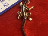 Prabangus auksinis pakabukas Black Salamandra - nuotraukos Nr. 5