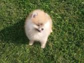Pomeranijos nykštukinių špice Boo - nuotraukos Nr. 7