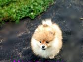 Pomeranijos nykštukinių špicas - nuotraukos Nr. 2