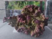 Akvariumas - nuotraukos Nr. 5