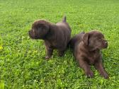 Лабрадор Ретривер - nuotraukos Nr. 6
