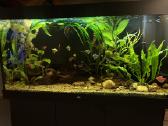 Akvariumas - nuotraukos Nr. 2