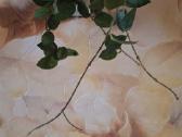 Hoya Chouke - nuotraukos Nr. 2