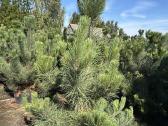 Juodoji pušis Pinus nigra, tujos Smaragd, Brabant - nuotraukos Nr. 2