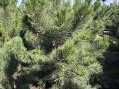 Juodoji pušis Pinus nigra, tujos Smaragd, Brabant - nuotraukos Nr. 3
