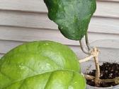 Hoya (vaškuolių)assorti. - nuotraukos Nr. 20