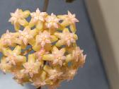 Hoya (vaškuolių)assorti. - nuotraukos Nr. 23