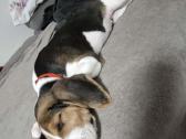 Estų Skalikai / Estonian Hound - nuotraukos Nr. 6