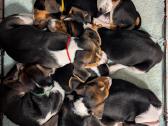 Estų Skalikai / Estonian Hound - nuotraukos Nr. 7