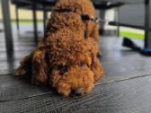 Toy/nykštukinis pudelis - nuotraukos Nr. 4