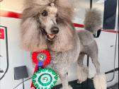 Patinas kergimui- Stud male available to approved - nuotraukos Nr. 2