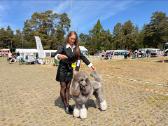 Patinas kergimui- Stud male available to approved - nuotraukos Nr. 3