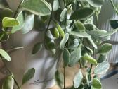 Dischidia Oiantha Variegata - nuotraukos Nr. 3