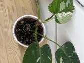 Filodendras( Philodendron)white wizard - nuotraukos Nr. 2
