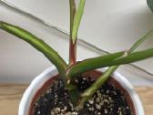 Filodendras( Philodendron)white wizard - nuotraukos Nr. 3