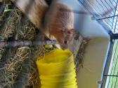 Dovanojami 2 degu su narvu - nuotraukos Nr. 2