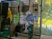 Dovanojami 2 degu su narvu - nuotraukos Nr. 3