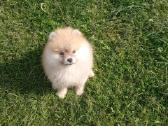 Pomeranijos nykštukinių špice Boo - nuotraukos Nr. 7