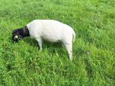 Parduodu - nuotraukos Nr. 6