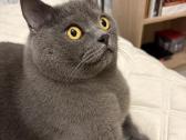 Royal Canin Annalergenic cat - nuotraukos Nr. 5