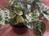 Maranta Beauty Kim - nuotraukos Nr. 2