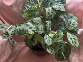 Maranta - nuotraukos Nr. 3