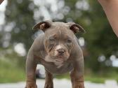 American Bully Pocket - nuotraukos Nr. 4