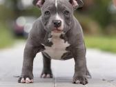 American Bully Pocket - nuotraukos Nr. 5