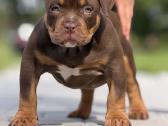 American Bully Pocket - nuotraukos Nr. 2
