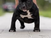 American Bully Pocket - nuotraukos Nr. 6
