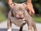 American Bully Pocket - nuotraukos Nr. 3