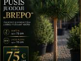 Ruduo – Puikus Metas Sodinti! - nuotraukos Nr. 8