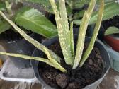 Aloe vera alijošius, alavijas - nuotraukos Nr. 2