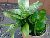 Kambariniai augalai po 3€ - nuotraukos Nr. 3