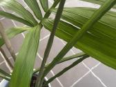Palmė howea forestiana ( Kantia) - nuotraukos Nr. 2