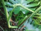 Monstera deliciosa nuostabioji - nuotraukos Nr. 4