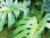Monstera deliciosa nuostabioji - nuotraukos Nr. 5
