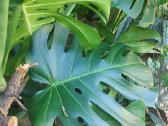 Monstera deliciosa nuostabioji - nuotraukos Nr. 6