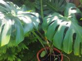 Monstera deliciosa nuostabioji - nuotraukos Nr. 7