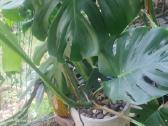 Monstera deliciosa nuostabioji - nuotraukos Nr. 8