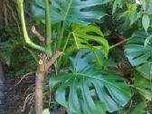 Monstera deliciosa nuostabioji - nuotraukos Nr. 9