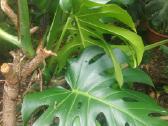 Monstera deliciosa nuostabioji - nuotraukos Nr. 10