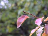 Sony E 16-50mm f/3.5-5.6 Pz Oss - nuotraukos Nr. 10
