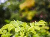 Sony E 16-50mm f/3.5-5.6 Pz Oss - nuotraukos Nr. 11