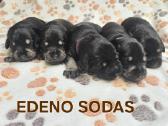 Cvergšnauceriai juodi su įsidabriu - nuotraukos Nr. 6