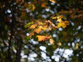 Minolta Md Lens Made In Japan Mc Rokkor-pf 1,4/58 - nuotraukos Nr. 4